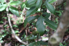 Denhamia bilocularis