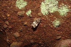 Scoparia exhibitalis