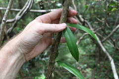 Parsonsia rotata