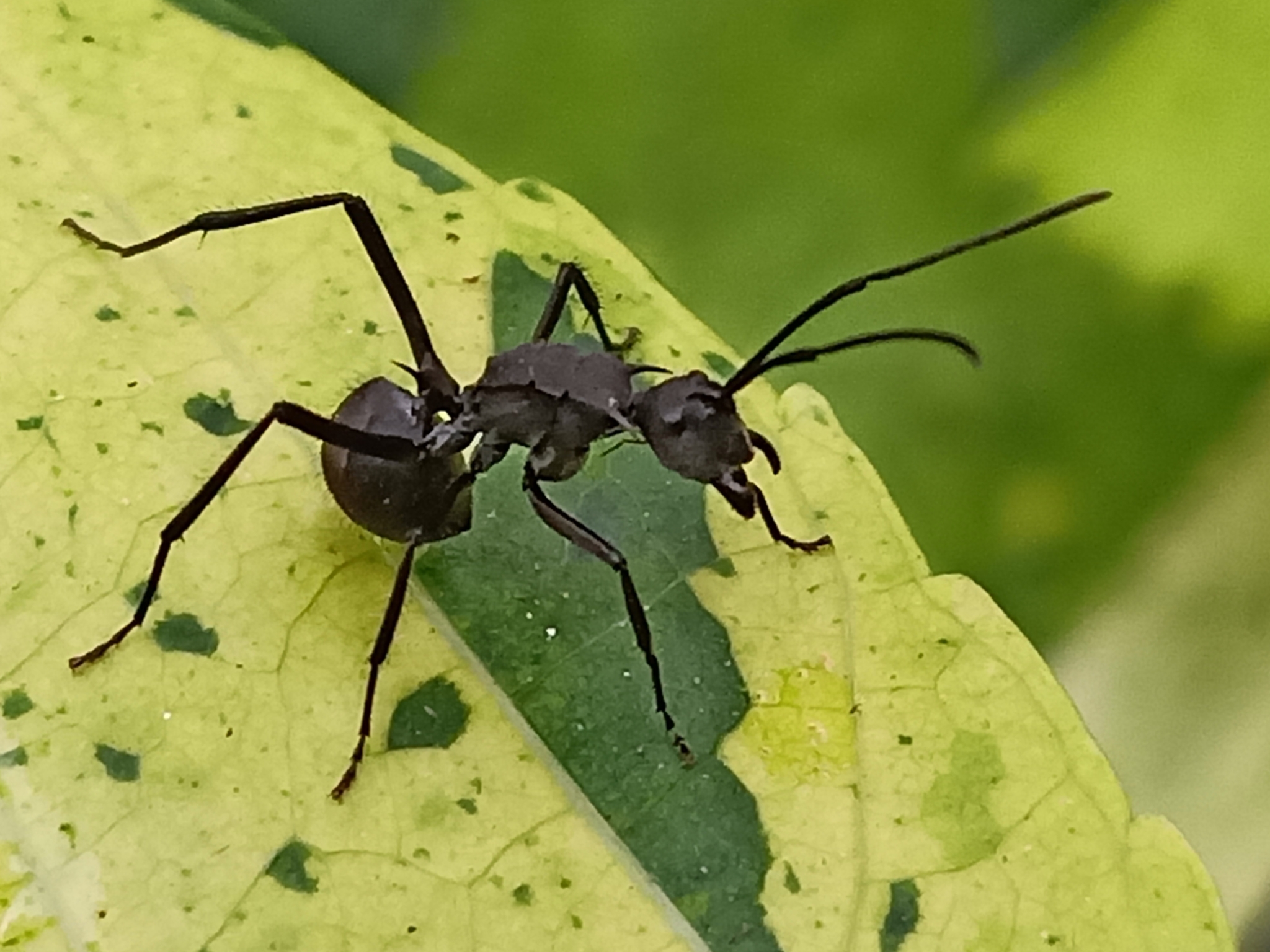 Polyrhachis striata