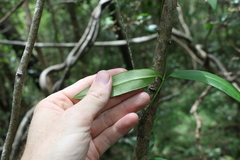 Parsonsia rotata