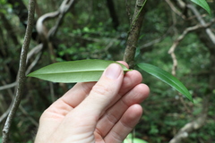 Parsonsia rotata