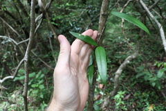 Parsonsia rotata