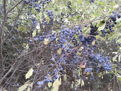 Prunus spinosa dasyphylla