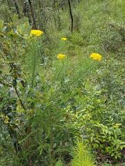 Cassinia leptocephala