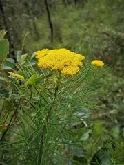 Cassinia leptocephala