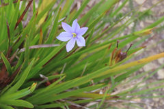 Aristea anceps