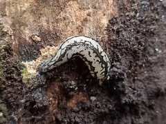 Meghimatium pictum