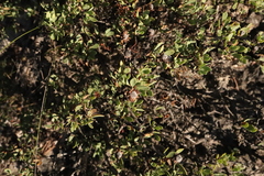 Globularia alypum