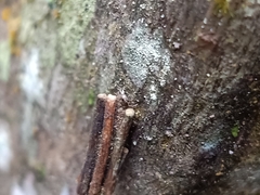 Pagodiella
