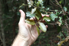 Cupaniopsis parvifolia
