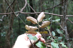 Cupaniopsis parvifolia