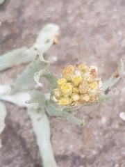 Helichrysum luteoalbum image