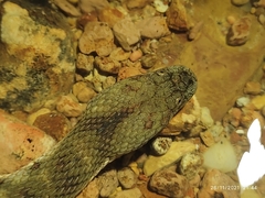 Helicops leopardinus