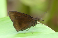 Ancistroides nigrita
