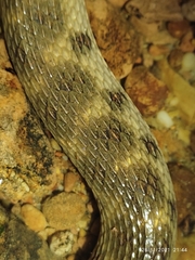 Helicops leopardinus