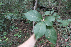 Mallotus claoxyloides