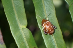 Asiophrida scaphoides