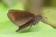 Ancistroides nigrita