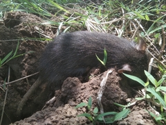 Rattus argentiventer