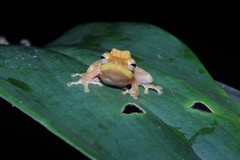 Chirixalus trilaksonoi