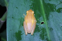 Chirixalus trilaksonoi