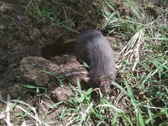 Rattus argentiventer