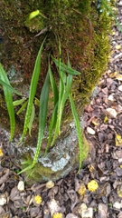 Lepisorus monilisorus