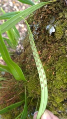 Lepisorus monilisorus