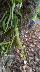 Lepisorus monilisorus