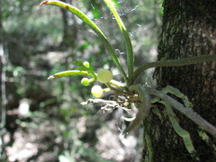 Sarcochilus