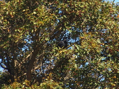 Corvus coronoides perplexus