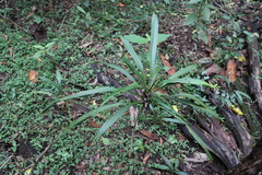 Cordyline rubra