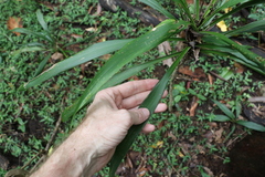 Cordyline rubra