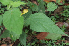 Abutilon oxycarpum