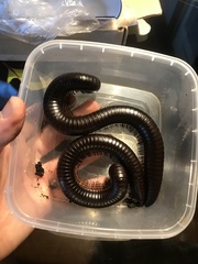 Sechelleptus seychellarum