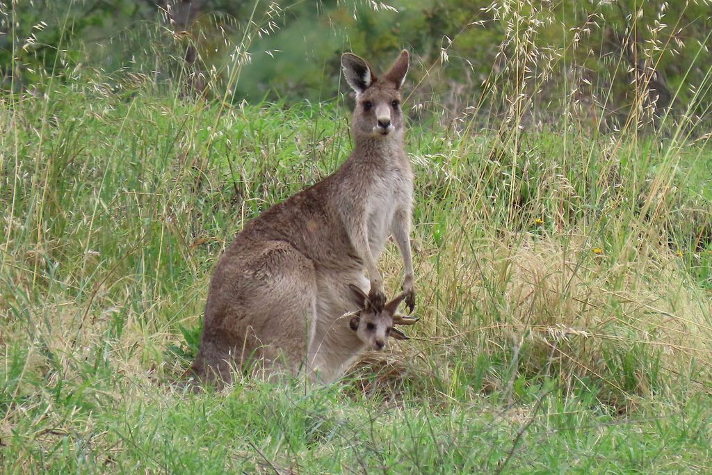 Eastern Grey Kangaroo from Jerrabomberra Wetlands, ACT, Australia on ...