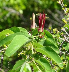 Passiflora cupraea