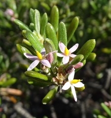 Strumpfia maritima