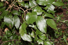 Acacia bakeri