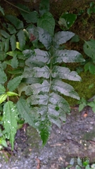 Dryopteris scottii