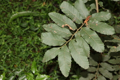 Cupaniopsis tomentella