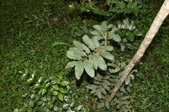 Cupaniopsis tomentella