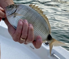 Diplodus holbrookii