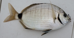 Diplodus holbrookii