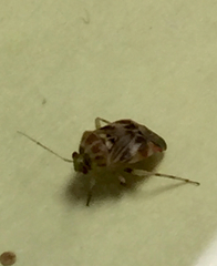 Tropidosteptes quercicola