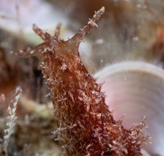 Stylocheilus polyomma