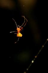 Argyrodes miltosus