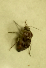 Tropidosteptes quercicola