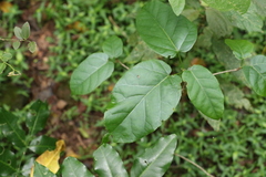 Sterculia quadrifida